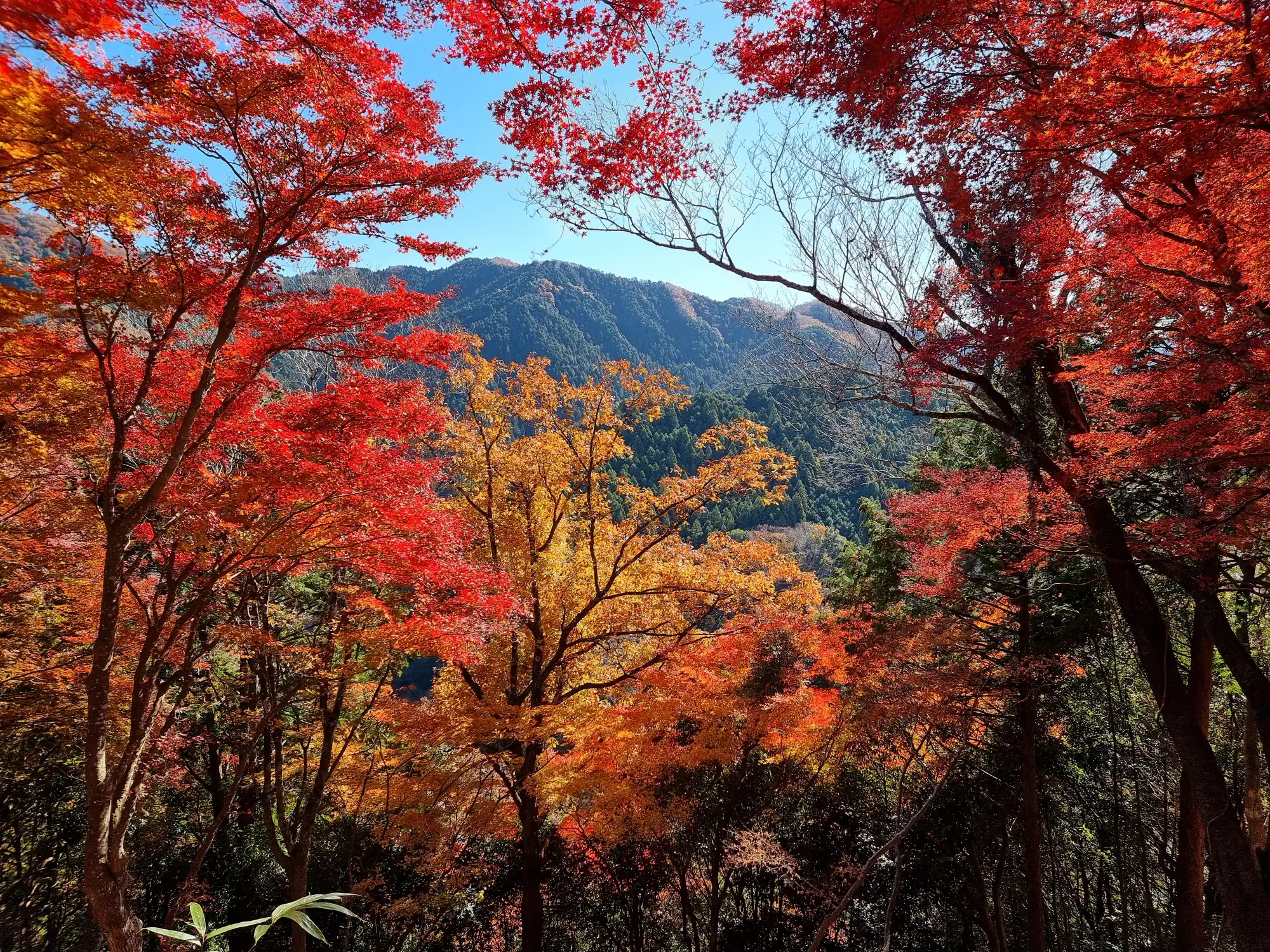 Korankei Gorge (Toyota, Aichi Prefecture, Japan) Photo Taken by Punyapat