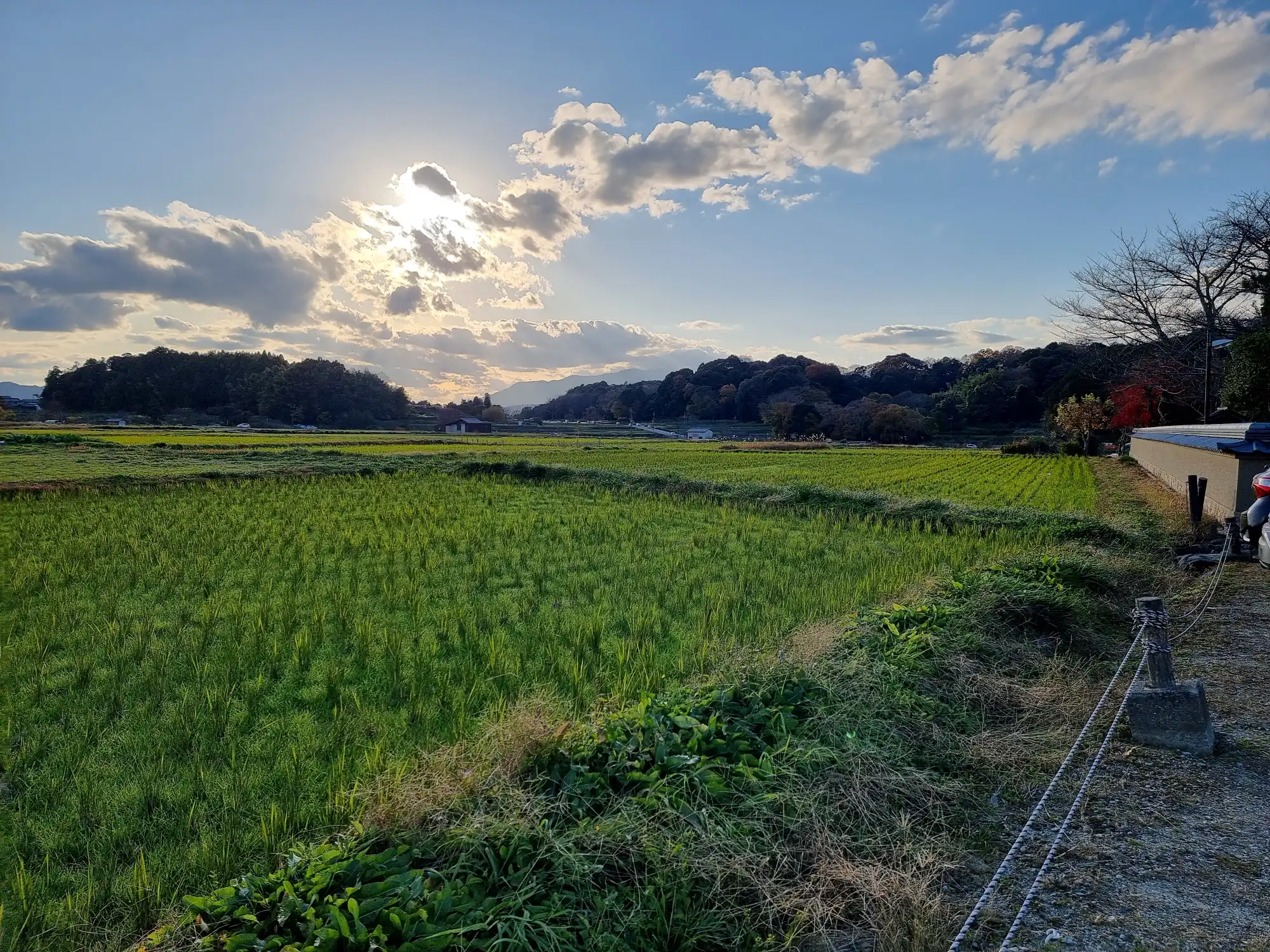 Rice Field next to Asukadera Temple (Asuka, Nara Prefecture, Japan) Photo Taken by Punyapat
